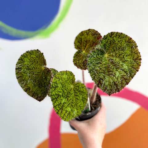 Begonia sizemoreae - Welsh Grown - Sprouts of Bristol