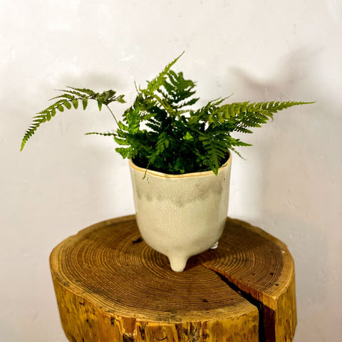 Bracken Fern - Pteris - Sprouts of Bristol