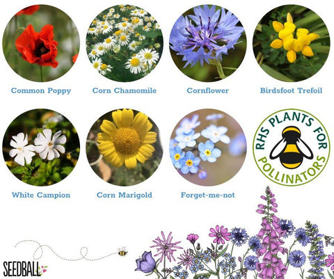 Bumblebee Seedball Wildflower Tins: Yellow - Sprouts of Bristol