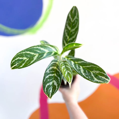 Chinese Evergreen - Aglaonema 'Ivy Green' - Sprouts of Bristol