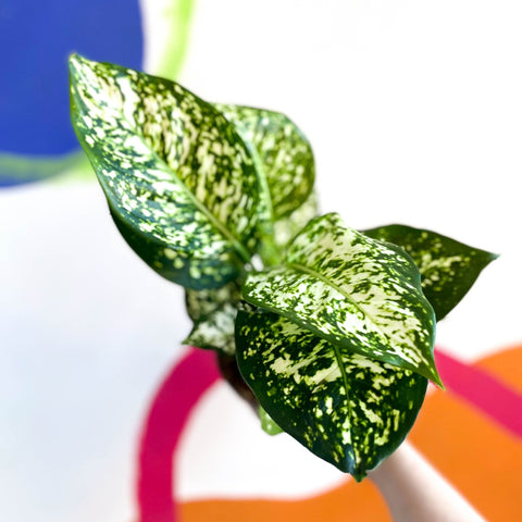 Chinese Evergreen - Aglaonema ‘Kiwi' - Sprouts of Bristol