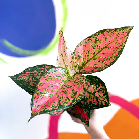 Chinese Evergreen - Aglaonema ‘Lady Valentine’ - Sprouts of Bristol