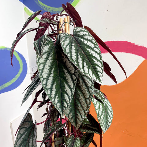 Climbing Rex Begonia Vine - Cissus discolor - Sprouts of Bristol