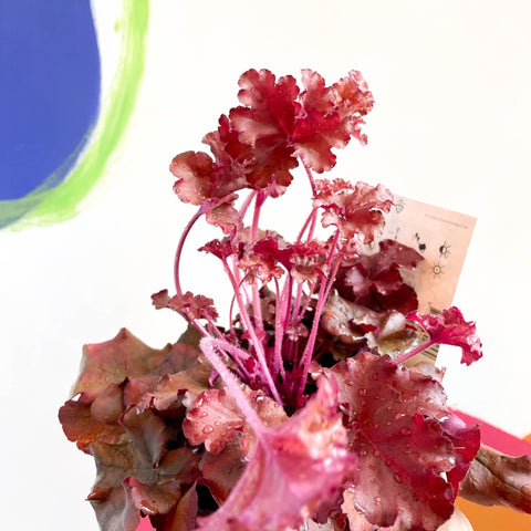 Coral Bells - Heuchera 'Indian Summer - Boysenberry'- Herbaceous Perennial - Sprouts of Bristol