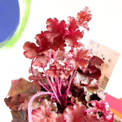 Coral Bells - Heuchera 'Indian Summer - Boysenberry'- Herbaceous Perennial - Sprouts of Bristol