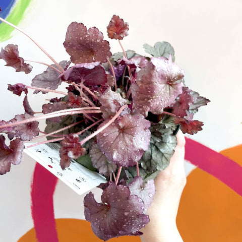Coral Bells - Heuchera 'Indian Summer - Huckleberry'- Herbaceous Perennial - Sprouts of Bristol