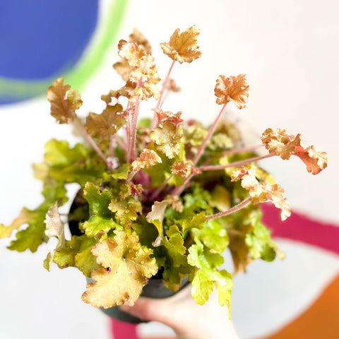 Coral Bells - Heuchera 'Indian Summer - Marmelade'- Herbaceous Perennial - Sprouts of Bristol