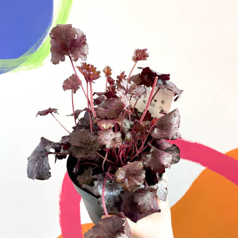 Coral Bells - Heuchera 'Indian Summer - Mulberry'- Herbaceous Perennial - Sprouts of Bristol