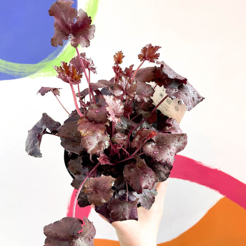 Coral Bells - Heuchera 'Indian Summer - Mulberry'- Herbaceous Perennial - Sprouts of Bristol