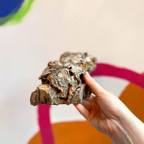 Cork Bark - Terrarium Supplies - Sprouts of Bristol