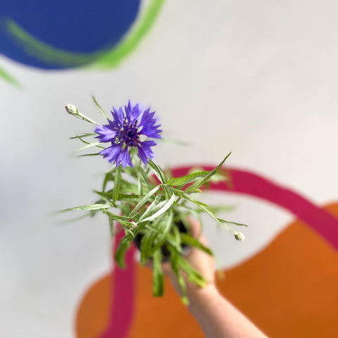 Cornflower - Centaurea cyanus - Bristol Grown - Sprouts of Bristol