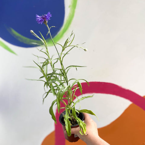 Cornflower - Centaurea cyanus - Bristol Grown - Sprouts of Bristol