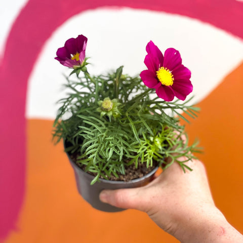 Cosmos bipinnatus 'Casanova Violet' - Sprouts of Bristol