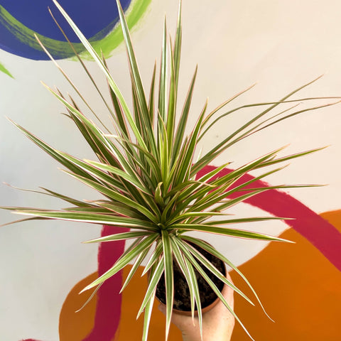 Dragon Tree - Dracaena marginata 'Bicolor' - Sprouts of Bristol