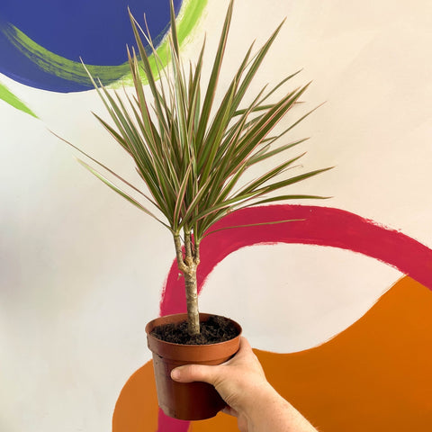 Dragon Tree - Dracaena marginata 'Bicolor' - Sprouts of Bristol