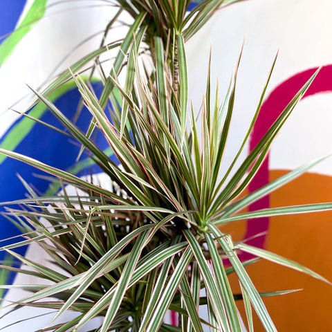 Dragon Tree - Dracaena marginata 'Bicolor' - Sprouts of Bristol