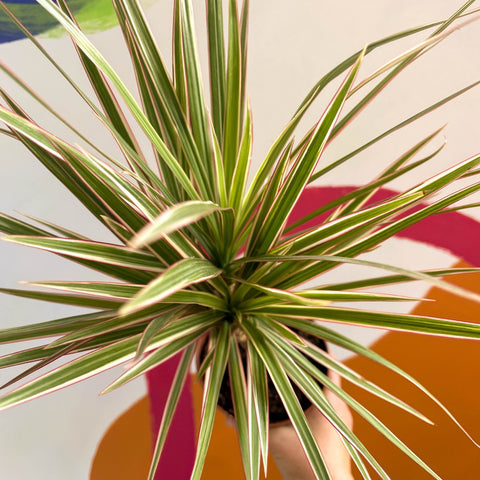 Dragon Tree - Dracaena marginata 'Bicolor' - Sprouts of Bristol