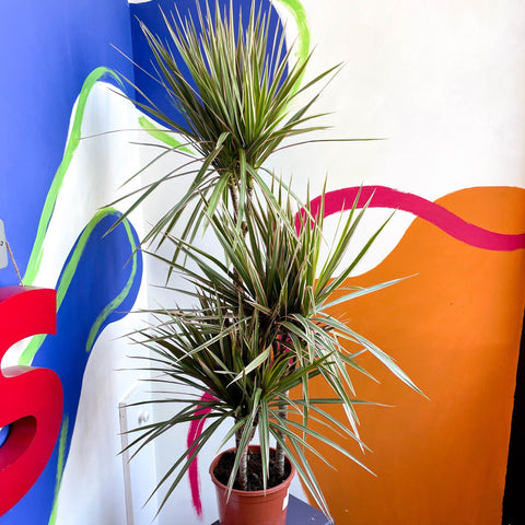 Dragon Tree - Dracaena marginata 'Bicolor' - Sprouts of Bristol