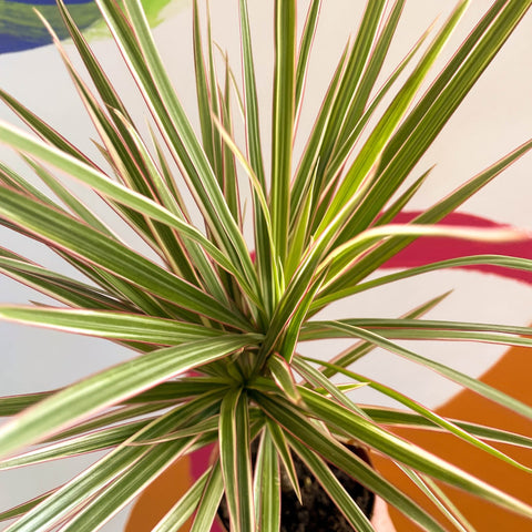 Dragon Tree - Dracaena marginata 'Bicolor' - Sprouts of Bristol
