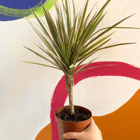 Dragon Tree - Dracaena marginata 'Bicolor' - Sprouts of Bristol