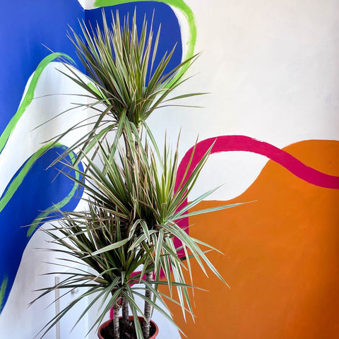 Dragon Tree - Dracaena marginata 'Bicolor' - Sprouts of Bristol