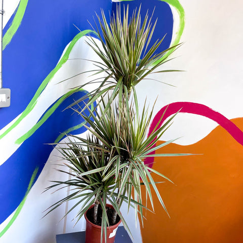 Dragon Tree - Dracaena marginata 'Bicolor' - Sprouts of Bristol