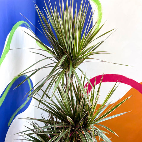 Dragon Tree - Dracaena marginata 'Bicolor' - Sprouts of Bristol
