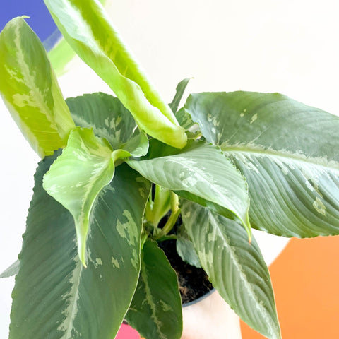 Drop Tongue Plant - Schismaglotis scortechnii - Sprouts of Bristol