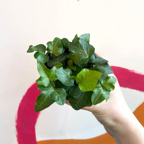 English Ivy - Hedera helix 'Wonder' - Sprouts of Bristol