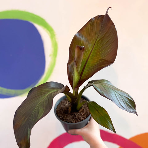 Ethiopian Banana Plant - Ensete ventricosum 'Maurelii' - Sprouts of Bristol