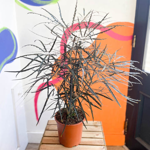 False Aralia - Dizygotheca elegantissima - Sprouts of Bristol