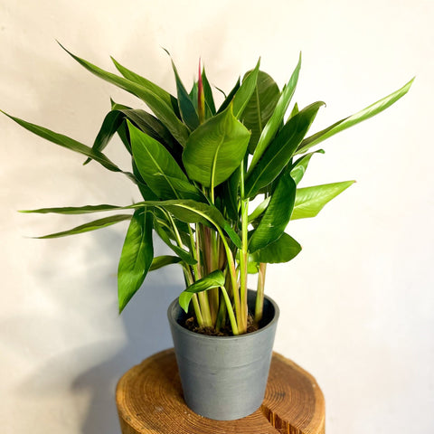 False Bird of Paradise - Heliconia psittacorum ‘Hawaii’ - Sprouts of Bristol