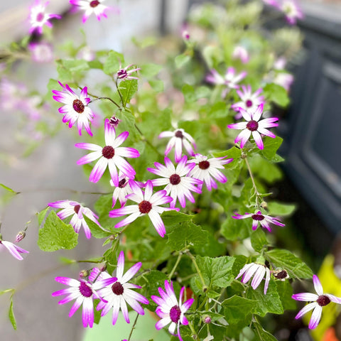 Florist's Cineraria - Pericallis × hybrida Senetti Pink Bicolor 'Sunsenepiba' - British Grown - Sprouts of Bristol
