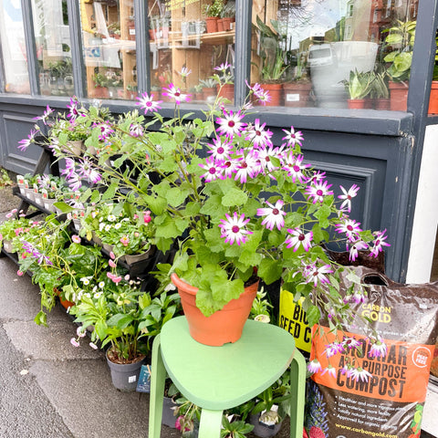 Florist's Cineraria - Pericallis × hybrida Senetti Pink Bicolor 'Sunsenepiba' - British Grown - Sprouts of Bristol