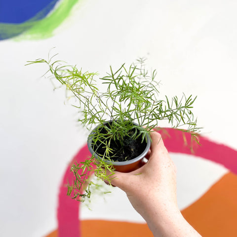 Foxtail Fern - Asparagus densiflorus 'Sprengeri' - British Grown - Sprouts of Bristol