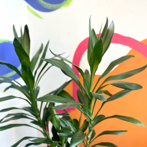 Good Luck Plant - Cordyline fruticosa 'Glauca' - British Grown - Sprouts of Bristol