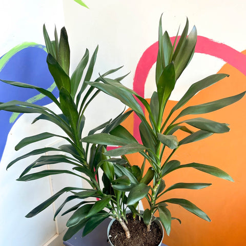Good Luck Plant - Cordyline fruticosa 'Glauca' - British Grown - Sprouts of Bristol