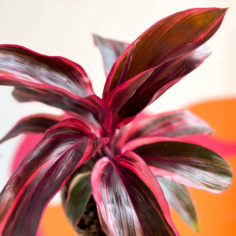 Good Luck Plant - Cordyline fruticosa 'Strawberry Queen' - British Grown - Sprouts of Bristol