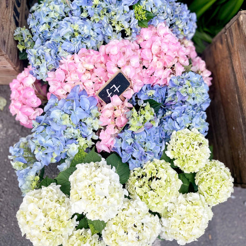 Hydrangea macrophylla - Sprouts of Bristol