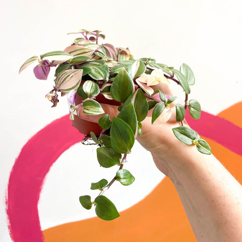Inch Plant - Tradescantia fluminensis 'Quadricolor' - Sprouts of Bristol