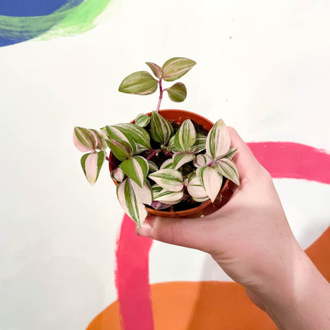 Inch Plant - Tradescantia fluminensis 'Quadricolor' - Sprouts of Bristol