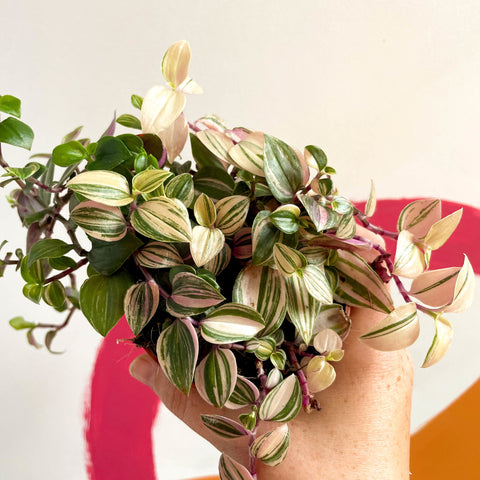 Inch Plant - Tradescantia fluminensis 'Quadricolor' - Sprouts of Bristol
