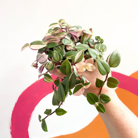 Inch Plant - Tradescantia fluminensis 'Quadricolor' - Sprouts of Bristol
