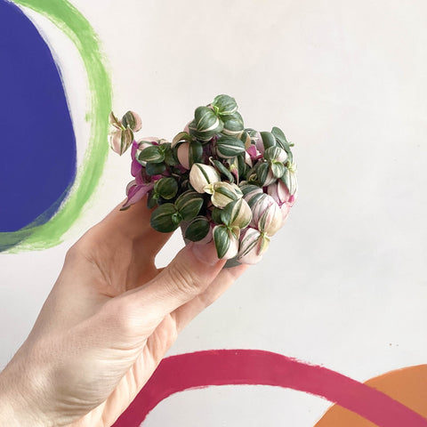 Inch Plant - Tradescantia fluminensis 'Quadricolor' - Sprouts of Bristol