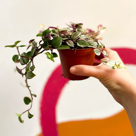 Inch Plant - Tradescantia fluminensis 'Quadricolor' - Sprouts of Bristol