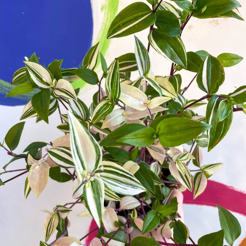 Inch Plant - Tradescantia mundula 'Lisa' Quadricolor - Welsh Grown - Sprouts of Bristol