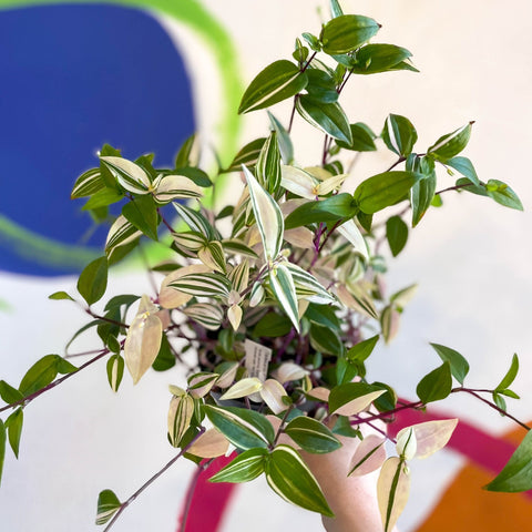 Inch Plant - Tradescantia mundula 'Lisa' Quadricolor - Welsh Grown - Sprouts of Bristol