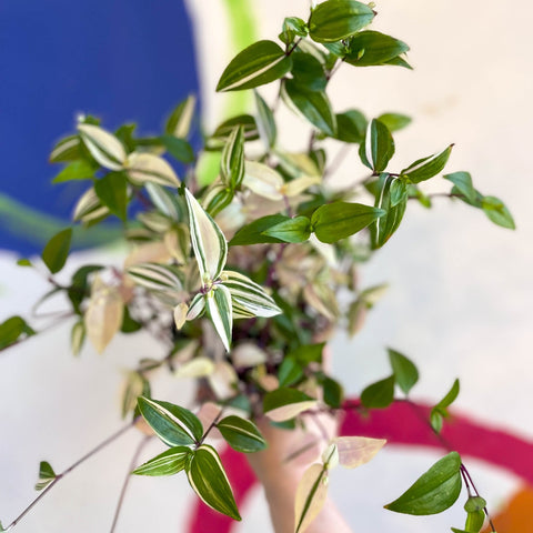 Inch Plant - Tradescantia mundula 'Lisa' Quadricolor - Welsh Grown - Sprouts of Bristol