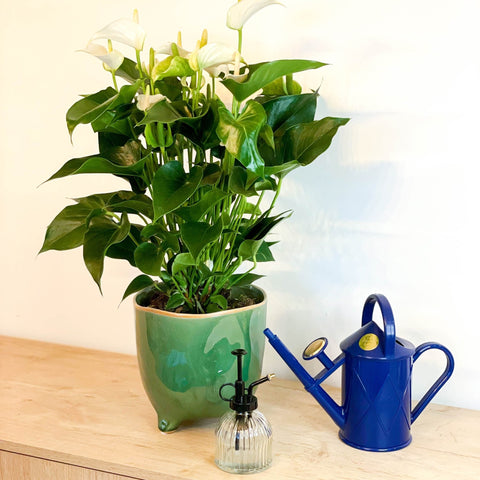 Mixed Flamingo Flower - Anthurium - Sprouts of Bristol