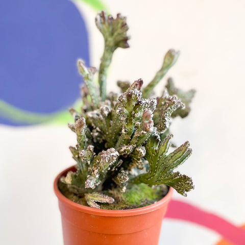 Monvillea spegazzinii cristata / Euphorbia mayurnathanii - Sprouts of Bristol